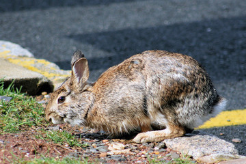 Rabbit