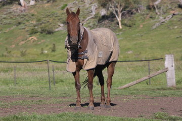 Australian Horses