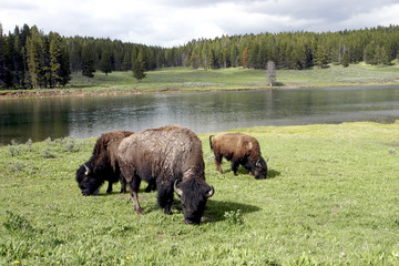 156 Bison or Buffalo in Yellowstone National Park