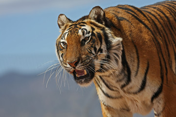 Fototapeta na wymiar Tiger in your face