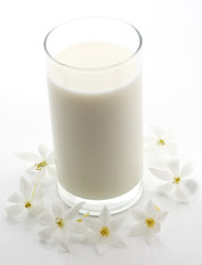 glass of milk and white flower