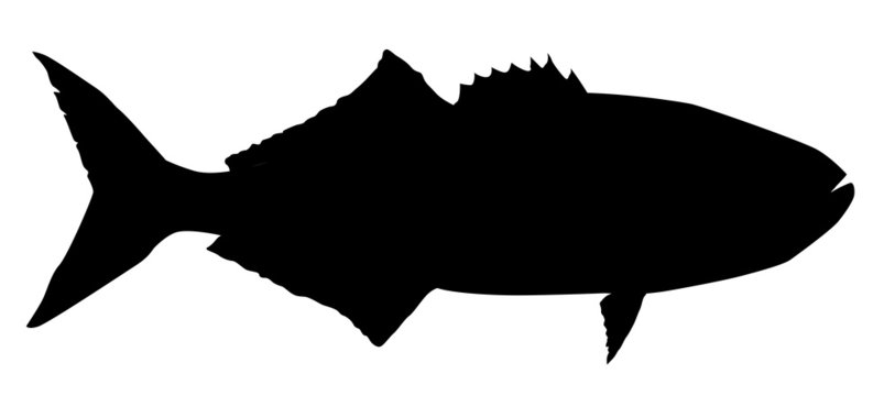 Pescado