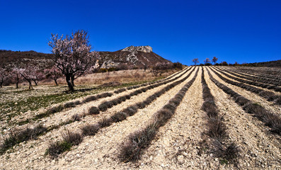 Champ de Lavande en Drôme provençale