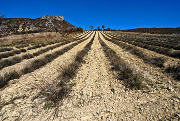 Champ de Lavande en Drôme provençale
