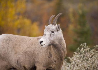 241 Rocky Mountain Bighorn Sheep