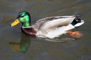 Duck swimming in Water