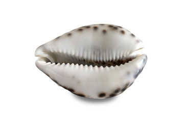 shell