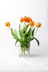 Tulpen