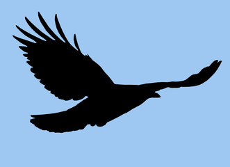Bird Silhouette