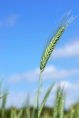 Fototapeta premium Spike of wheat in the Spring with the sky in deep.