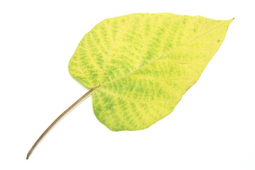 Yellow Leaf