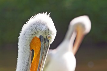 Double portrait of crested pelican