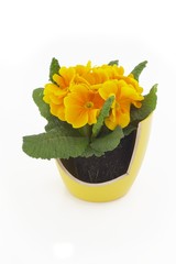 gold primrose in the broken flowerpot
