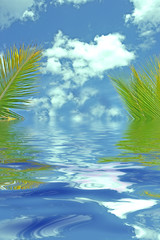 Fototapeta na wymiar palmes aquatiques