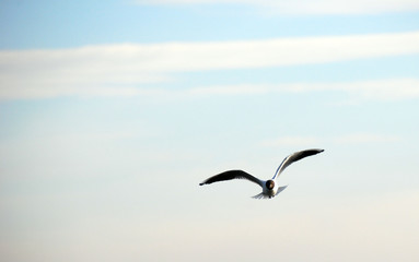 Fototapeta na wymiar gull