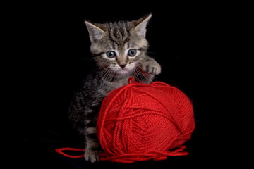 Chaton Chat Bebe Animal Domestique Ami Tendre Panier Mignon Wall Mural Shocky Chaton Chat Bebe Animal Domestique Ami Tendre Panier Mignon Wall Mural Shocky