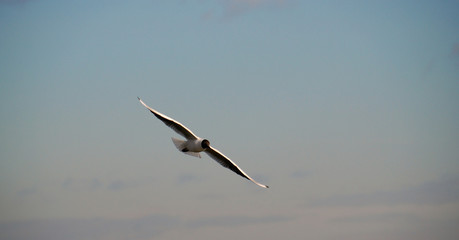 gull