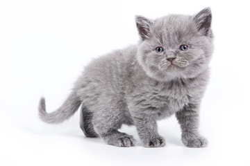 British kitten on white background