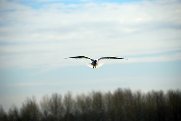 gull