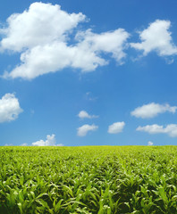 Corn field