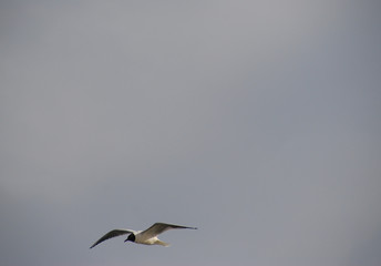 gull