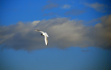 gull