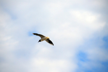 gull