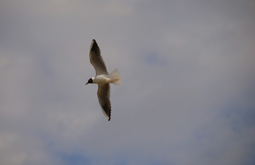 gull