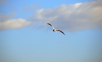 gull