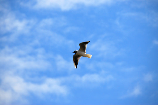 gull