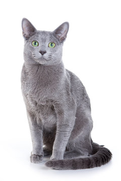 Russian Blue cat on white