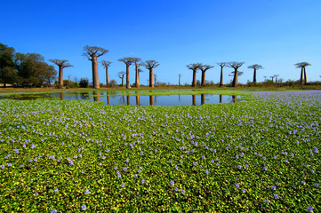 Baobab trees in Madagascar - obrazy, fototapety, plakaty