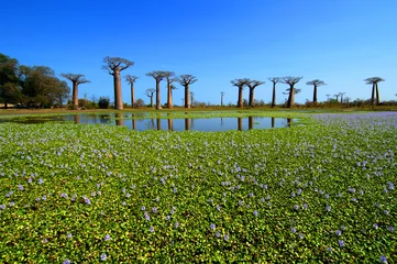 Deurstickers Baobabbomen in Madagaskar © William WANG
