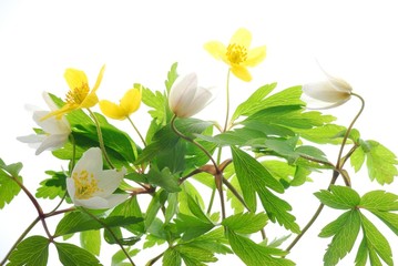 white and yellow spring anemone