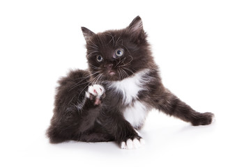 Kuril Bobtail kitten on white