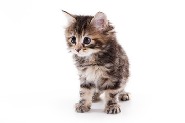 Obraz premium Kuril Bobtail kitten on white