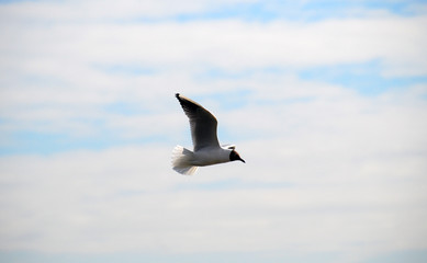 gull