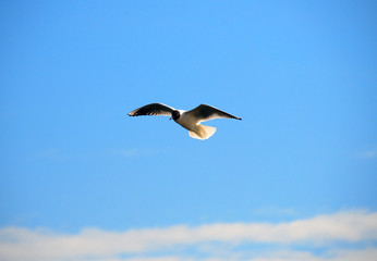 gull