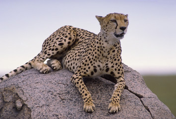Africa-Cheetah