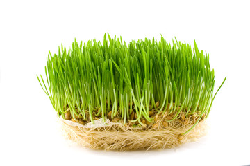 green juicy grass