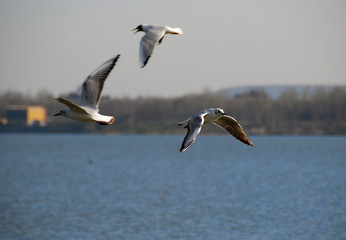 gull