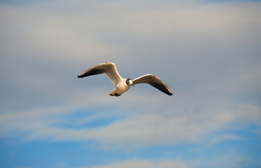 Fototapeta na wymiar gull