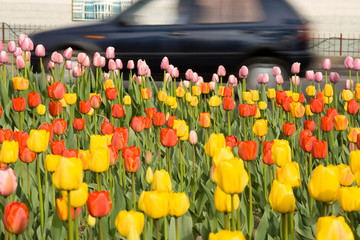 field of tulips in the city