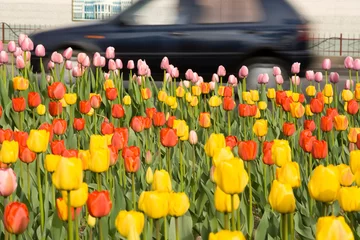 Crédence de cuisine en verre imprimé Tulipe field of tulips in the city