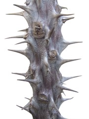 épines