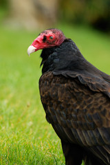 Turkey vulture portrait