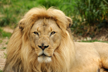 African lion