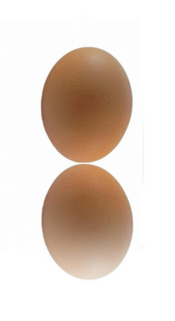 close-up of egg