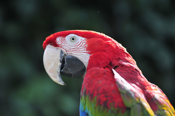 Parrot Macaw