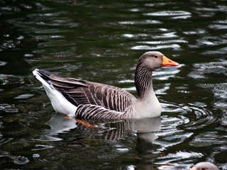 duck